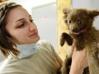 Installation d'un collier antipuces sur un chiot