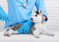 Jeune Husky Sibérien piqué par le vétérinaire