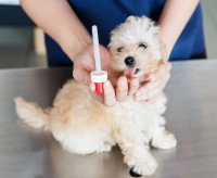 Vermifugation d'un jeune chien par le vétérinaire