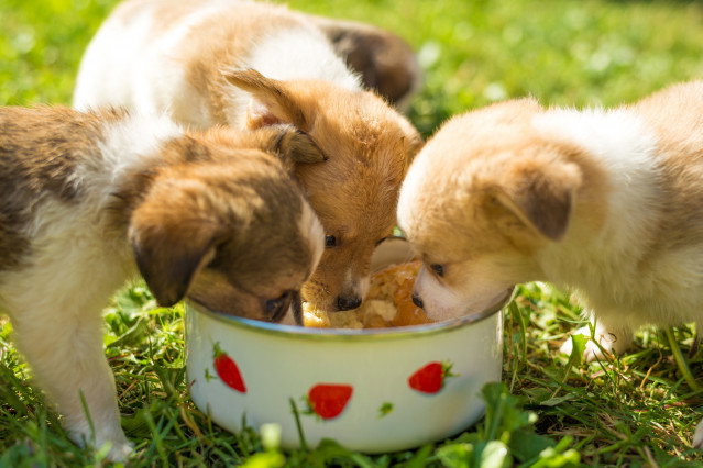 Trois chiots se nourrissant dans la même gamelle