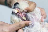 Un vétérinaire examine l'état des dents d'un petit chien