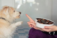Une femme refuse de donner des chocolats à son petit chien blanc