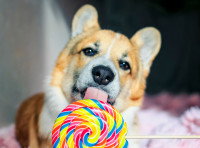 Un chien de type Corgi lèche une sucette multicolore