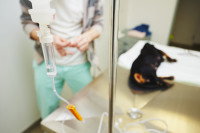 Un vétérinaire place un petit chien sous perfusion