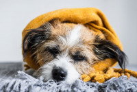 Un petit chien malade sous une couverture