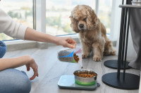 Une femme pèse les croquettes de son chiot avec une balance