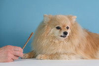 Un chiot Pomeranian refuse de manger la nourriture que lui montre son maître