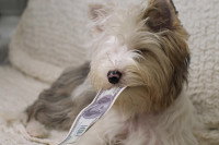 Un petit chien sur un canapé tient un billet dans sa gueule
