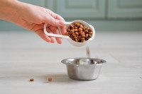 Un homme verse des croquettes dans la gamelle d'un chien