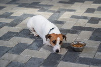 Un chien malade refuse de manger ses croquettes