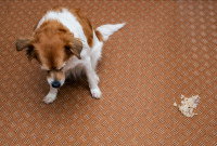 Un petit chien a vomi dans le salon