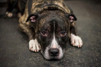 Un chien souffrant d'arthrose couché sur le sol