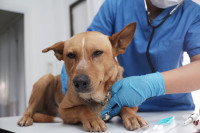 Un vétérinaire ausculte un chien malade