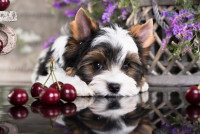 Un petit chien observe des cerises à côté de lui