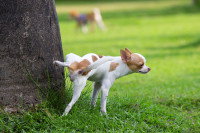 Comment se traduit la latéralité chez le chien ?