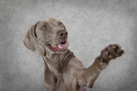 Les chiens sont-ils plutôt droitiers ou gauchers ?