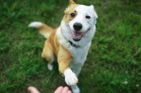 Savoir si mon chien est droitier ou gaucher