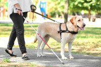 Le cas des chiens de travail
