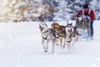 Le cas des chiens sportifs