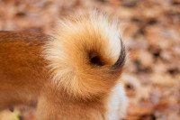 Vue proche de la queue en tire-bouchon d'un chien roux