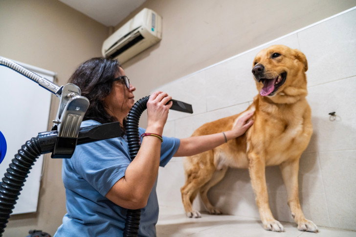 Une toiletteuse sèche un gros Labrador avec un sèche-cheveux