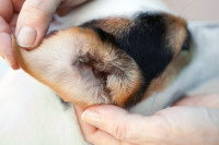 Examination de l'oreille d'un chien