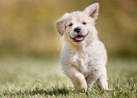 Un jeune chien qui gambade dans l'herbe