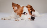 Un chien couché regardant du coin de l'œil 