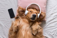 Un chien allongé sur le dos écoutant de la musique dans un casque 