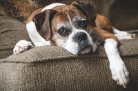 Un gros chien couché dans le divan