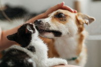 La sensibilité du chien au toucher