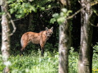 Un loup à crinière (Chrysocyon brachyurus)