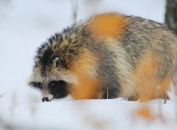Un chien viverrin marche dans la neige en hiver