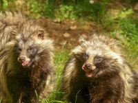 Deux chiens viverrins se lèchent les babines