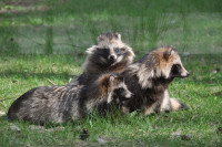 Une famille de trois chiens viverrins