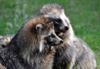 Le tanuki, une espèce menacée ?