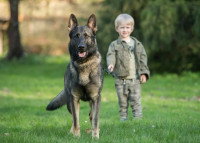 Un chien se tenant à l'affût, prêt à protéger un jeune garçon