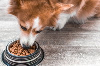Un chien mange des croquettes dans sa gamelle