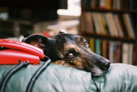 Un chien triste dans les bras de son maître