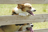 Deux chiens accrochés à une barrière en bois
