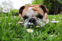 Un Bouledogue Anglais allongé dans son jardin à côté de pâquerettes