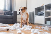 Un chien a détruit une peluche en mille morceaux