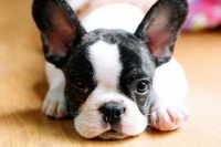 Un chiot Bouledogue Français allongé sur le parquet