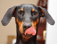 Le chien se lèche les babines ou la truffe