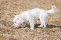 Le chien renifle le sol
