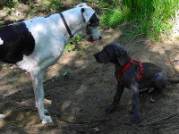 Le chien s'immobilise