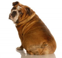 Le chien détourne la tête, le regard ou le corps tout entier 