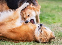 Deux chiens en train de se battre dans un parc