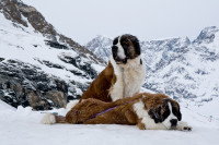 Deux Saints-Bernards dans la neige en montagne