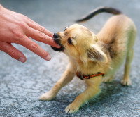 Un Chihuahua mord les doigts d'une femme